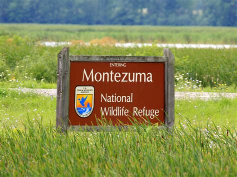 Montezuma national wildlife refuge - Facility. Montezuma National Wildlife Refuge. The Montezuma National Wildlife Refuge is truly a haven for wildlife. Its diverse habitats of wetland, grassland, shrubland and forest give food, shelter, water and space to many of Central New York’s wildlife species. Waterfowl and other migratory birds depend on the Refuge as nesting, …